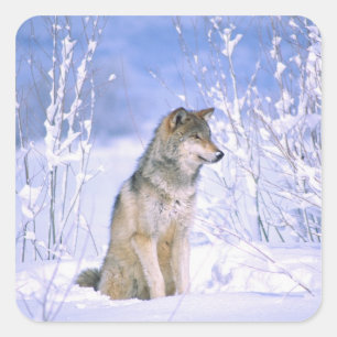 Timber Wolf sitting in the Snow, Canis lupus, Square Sticker