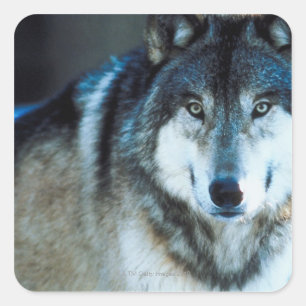 Timber wolf square sticker