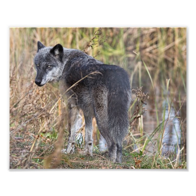 Timber Wolf Standing by Water Photo Print (Front)