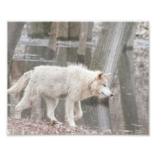 Timber Wolf Walking Next to Water Photo Print