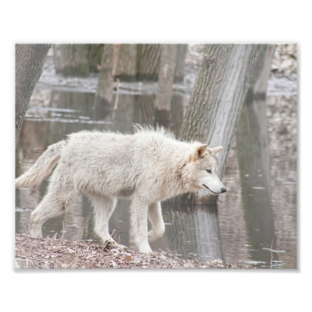 Timber Wolf Walking Next to Water Photo Print (Front)