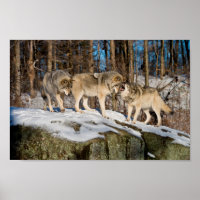 Timber Wolves