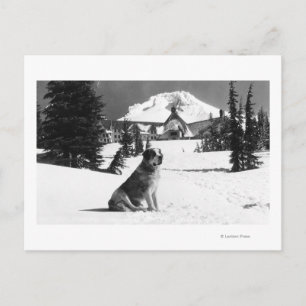 Timberline Lodge and "Lady" the owner's Postcard