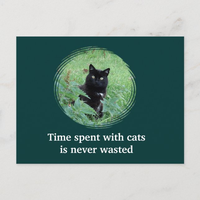 Time Spent With Cats Is Never Wasted Postcard (Front)