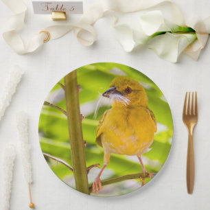 Time to build the nest paper plate
