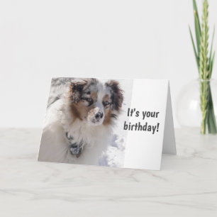 TIME TO CELEBRATE  ***16*** SAYS SNOWBOUND PUP CARD