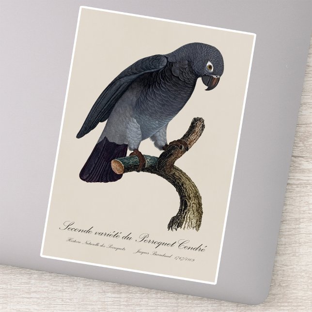 Timneh African Grey Parrot, Psittacus Timneh (Timneh African Grey Parrot, Psittacus Timneh. Sticker)