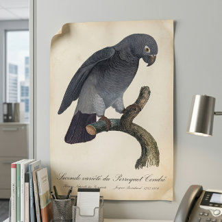 Timneh African Grey Parrot, Psittacus Timneh Poster
