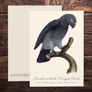 Timneh African Grey Parrot, Psittacus Timneh Thank You Card