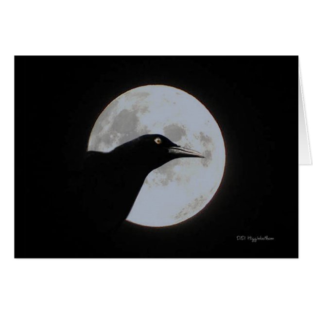 Timour (Front Horizontal)