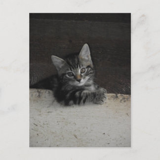 Tinker Kitten Postcard