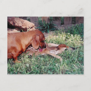 TINKERBELL #2 POSTCARD  THE BABY SITTER
