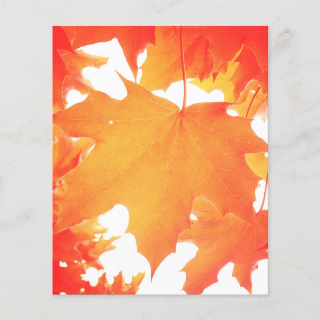 Tinted Orange Maple Leaf (Front)