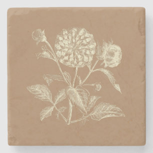 Tinted Vintage Zinnia Illustration Brown Stone Coaster
