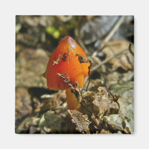 Tiny Amberina Cone Cap Mushroom Magnet