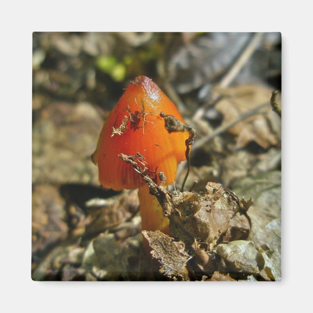 Tiny Amberina Cone Cap Mushroom Magnet (Front)