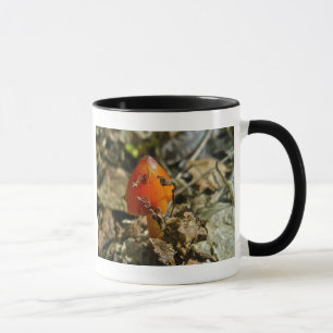 Tiny Amberina Cone Cap Mushroom Mug