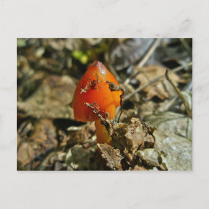 Tiny Amberina Cone Cap Mushroom Postcard
