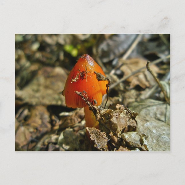 Tiny Amberina Cone Cap Mushroom Postcard (Front)