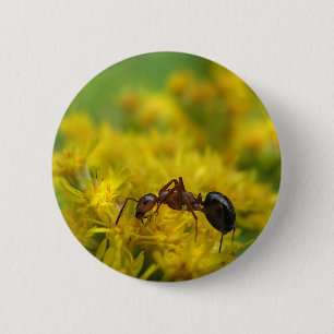 Tiny Ant on Goldenrod 6 Cm Round Badge