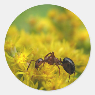 Tiny Ant on Goldenrod Classic Round Sticker