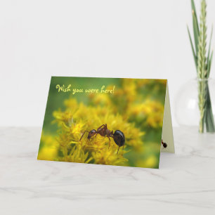 Tiny Ant on Goldenrod Friendship Card