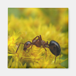 Tiny Ant on Goldenrod Magnet
