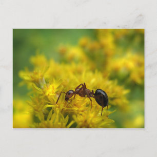 Tiny Ant on Goldenrod Postcard