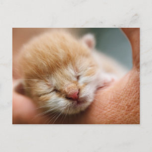 Tiny Baby Kitten Postcard