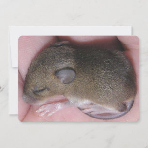 Tiny Baby Mouse With Cute Ears Sleeps Curled Up Invitation
