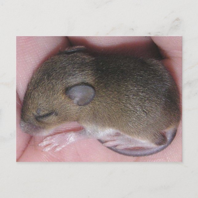 Tiny Baby Mouse With Cute Ears Sleeps Curled Up Postcard (Front)