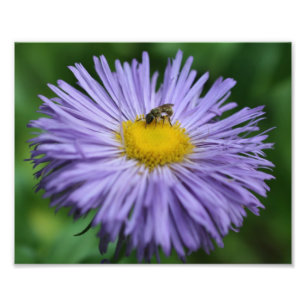 Tiny Bee On Purple Aster Daisy Flower Nature 8x10 Photo Print