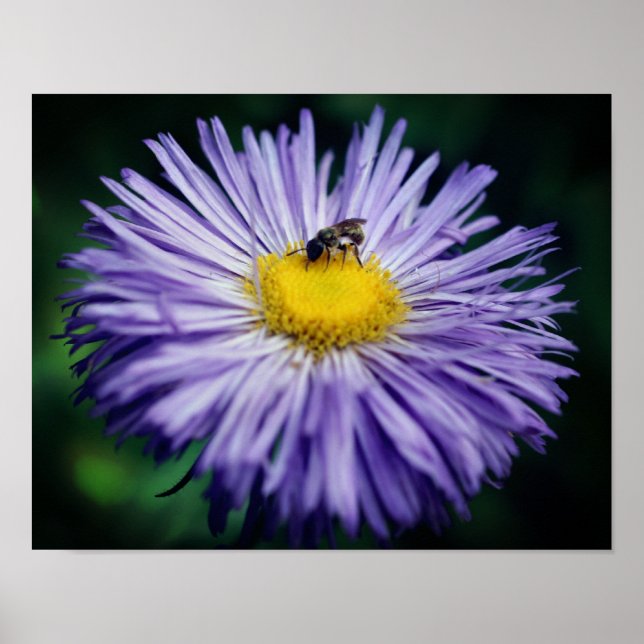 Tiny Bee On Purple Aster Flower  Poster (Front)