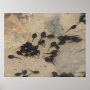 Tiny Black Toad Tadpoles Nature Poster