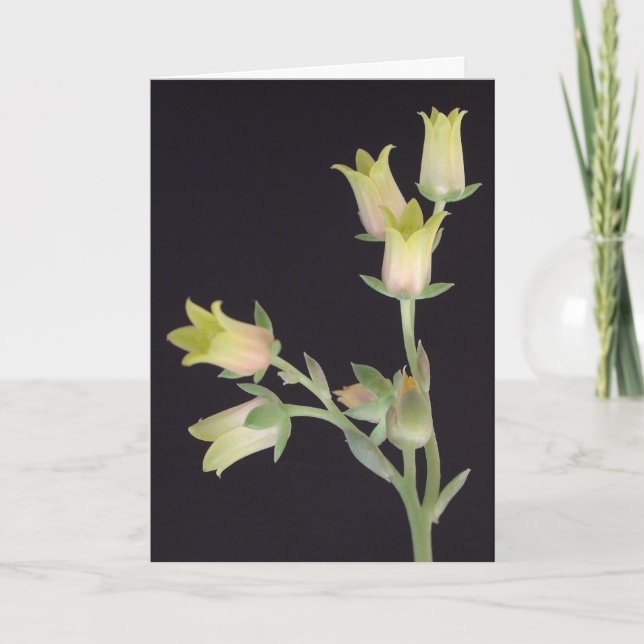 Tiny blossoms during Lent Card (Front)