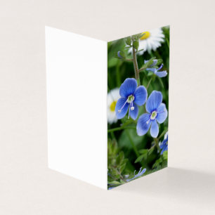 tiny blue flowers
