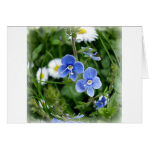 tiny blue flowers