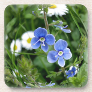 tiny blue flowers coaster