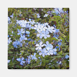 Tiny Blue Flowers Magnet