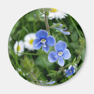 tiny blue flowers magnet