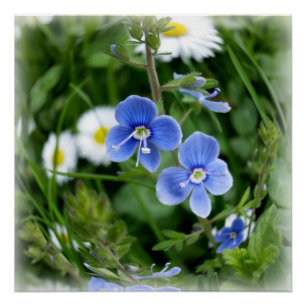 tiny blue flowers poster