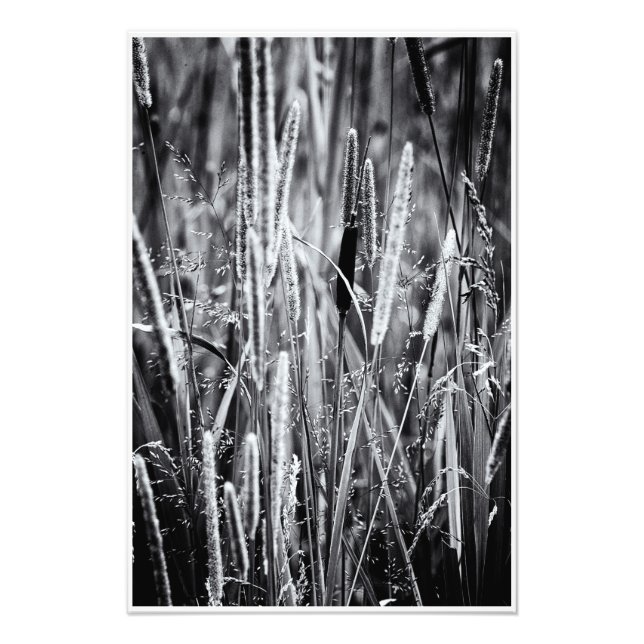 Tiny Bull Rush Marsh Grasses Black and White Photo Print (Front)