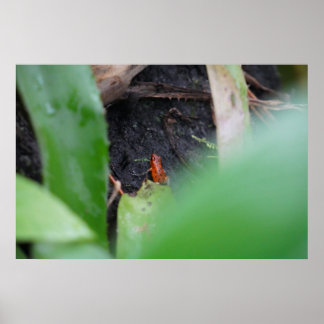 Tiny But Dangerous Red Tee Frog Poster
