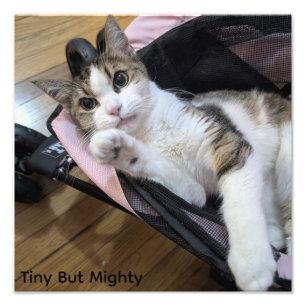 Tiny But Mighty Cat Art Print--Dainty Doll Photo Print