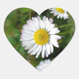 Tiny daisies heart sticker