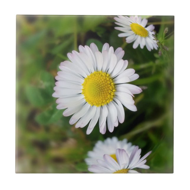 Tiny daisies tile (Front)