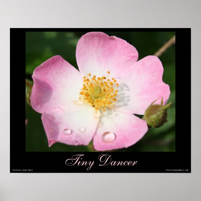 Tiny Dancer - Ballerina Rose Photography Poster (Front)