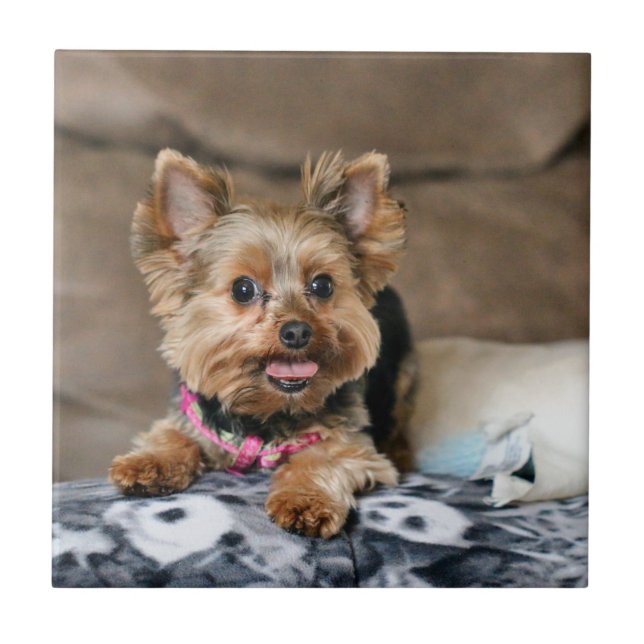 Tiny dynamo tile (Front)