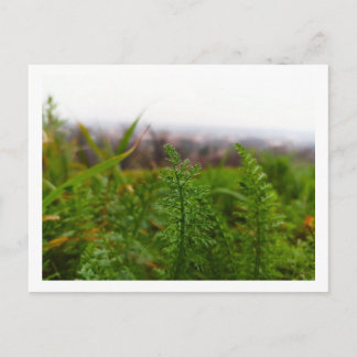 Tiny Fernlike Leaves in Spring Postcard