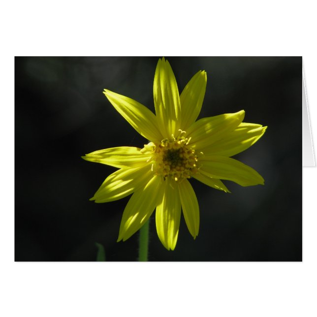 Tiny Flower (Front Horizontal)